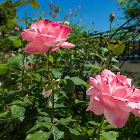 Апартаменты Casa αrezio Ханья